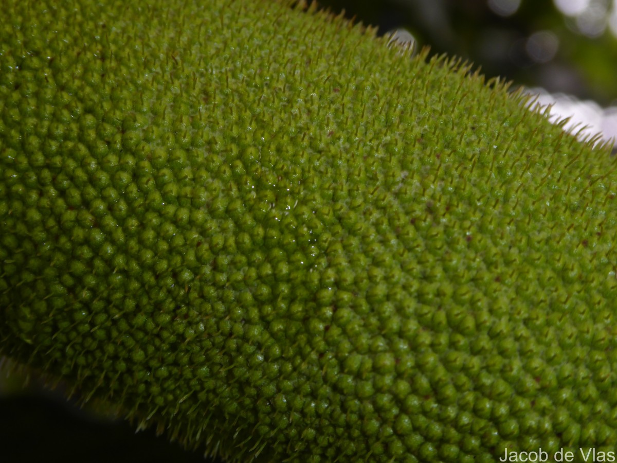 Artocarpus nobilis Thwaites